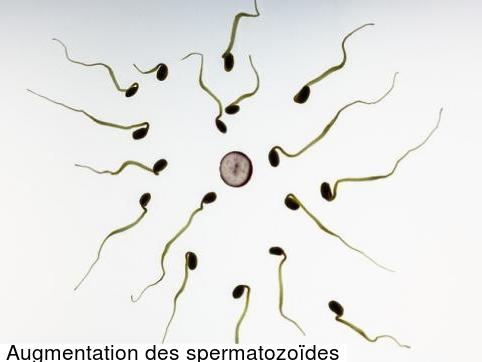 Maca et production de sperme